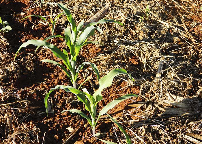 Manejo correto do solo evita perdas da qualidade e melhoria na produção da pecuária